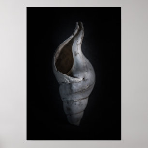 Shells No 4 Colour Version Poster