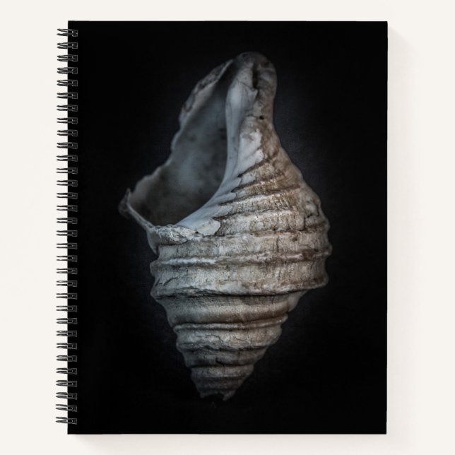 Shells No 6 Colour Version Notebook (Front)