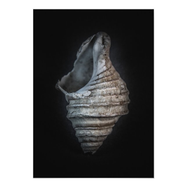 Shells No 6 Colour Version Photo Print (Front)