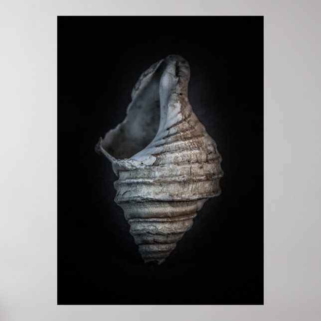 Shells No 6 Colour Version Poster (Front)