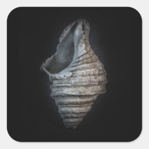 Shells No 6 Colour Version Square Sticker