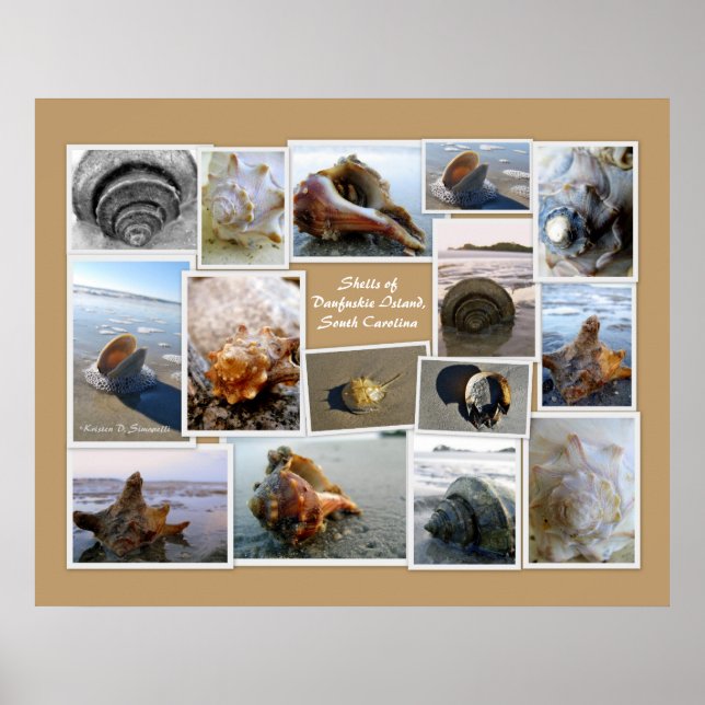 Shells of Daufuskie Island, SC Poster (Front)