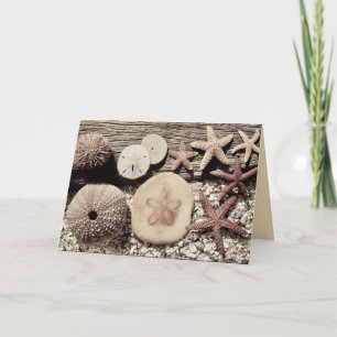 Shells of Sanibel & Captiva Card