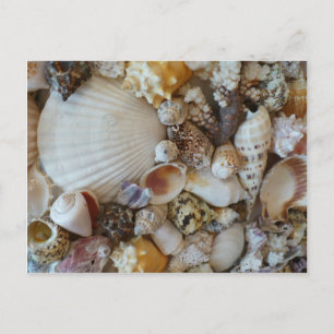 Shells Of Sanibel Postcard