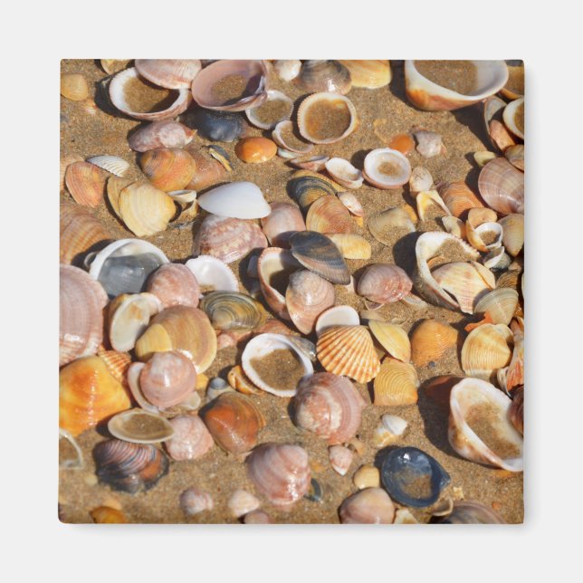 Shells On A Sandy Beach | Andalusia, Spain Magnet (Front)