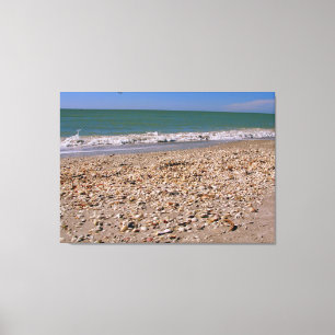 Shells On The Beach - Sanibel Captiva Canvas Print
