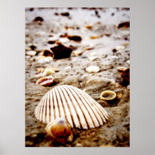 Shells on the seashore.. Print