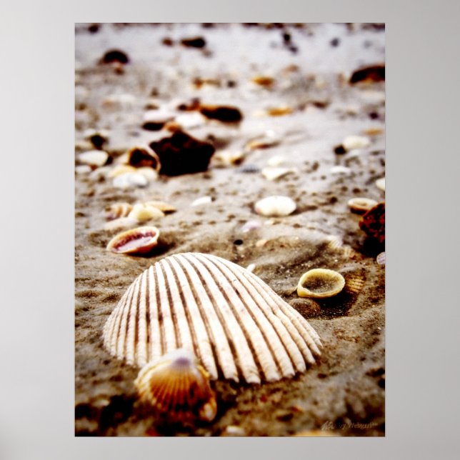 Shells on the seashore.. Print (Front)