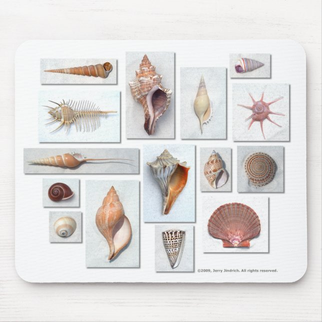 Shells on White Mouse Mat (Front)