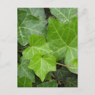 Shell's Pics Postcard