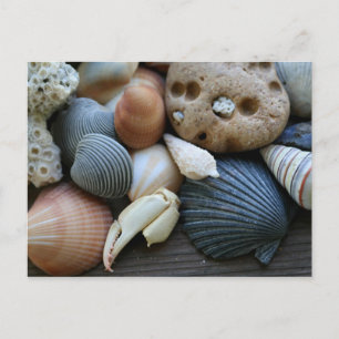 shells postcard