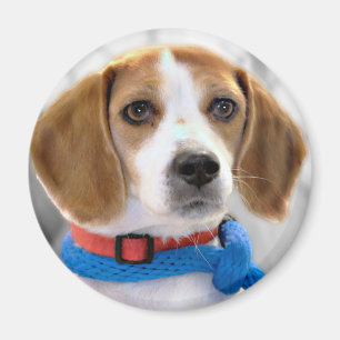 Shelter Beagle Photo Magnet