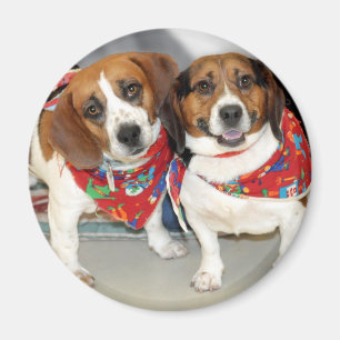 Shelter Beagles Photo Magnet
