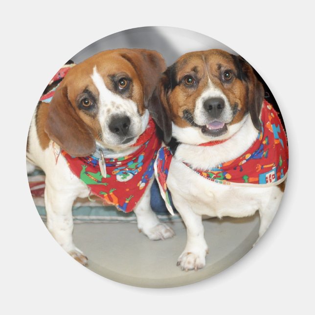 Shelter Beagles Photo Magnet (Front)
