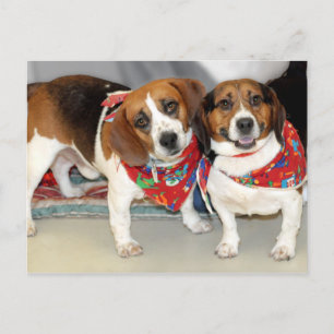 Shelter Beagles Photo Postcard