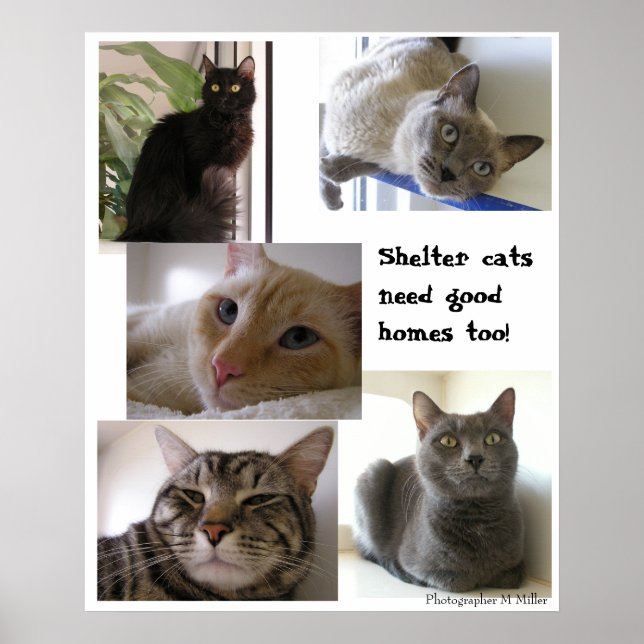 Shelter cats need good homes too poster (Front)