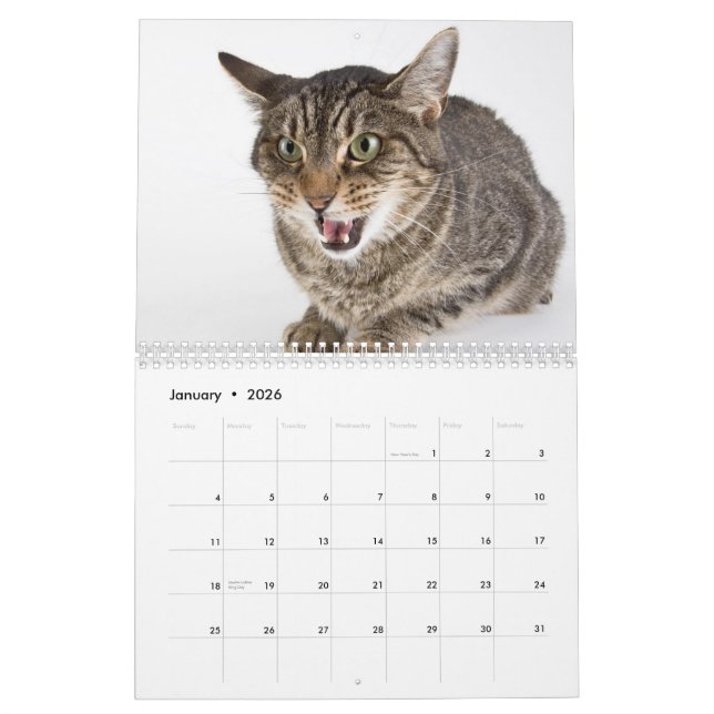 Shelter Cats Outtakes Calendar (Jan 2026)