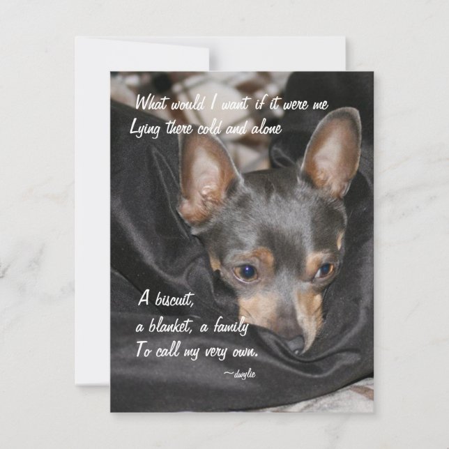 Shelter Dog - Chihuahua Holiday Card (Front)