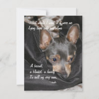 Shelter Dog - Chihuahua