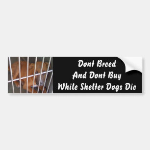 Shelter Dogs Die Bumper Sticker