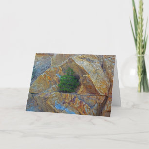 Shelter From The Storm Season's Greeting Card