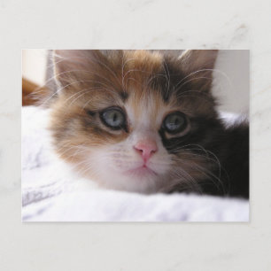 Shelter Kitten Announcement Postcard