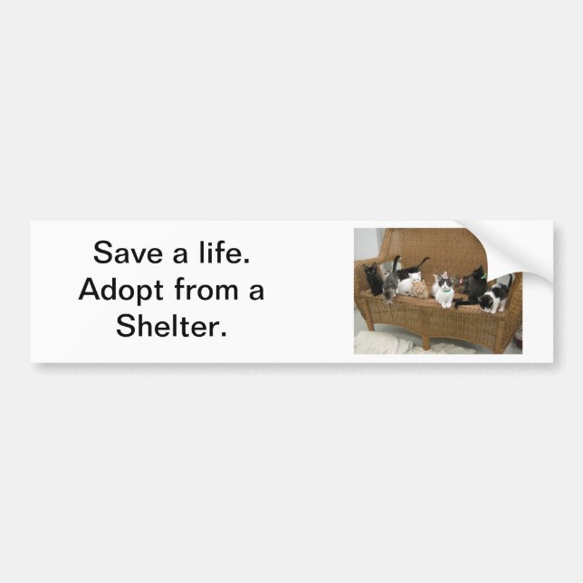Shelter Kittens Bumper Sticker (Front)
