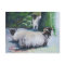 Sheltering Sheep Postcard