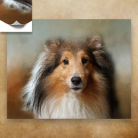 Shelti Sheep Dog