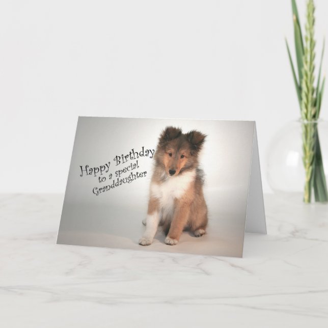 Sheltie Birthday Card for Granddaughter (Front)