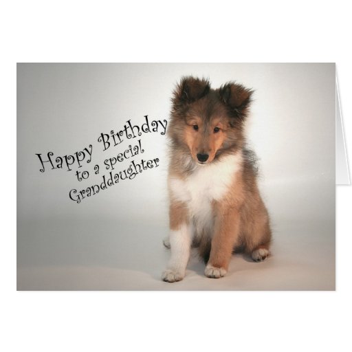 Sheltie Birthday Card for Granddaughter | Zazzle