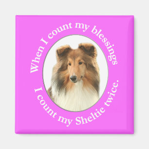Sheltie Blessing Magnet