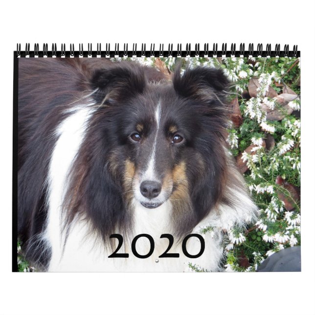 Sheltie Calendar (Cover)