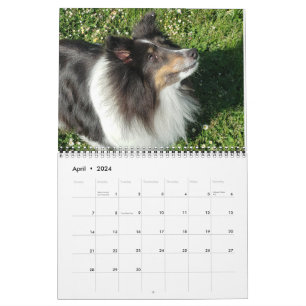 Sheltie Calendar 2024