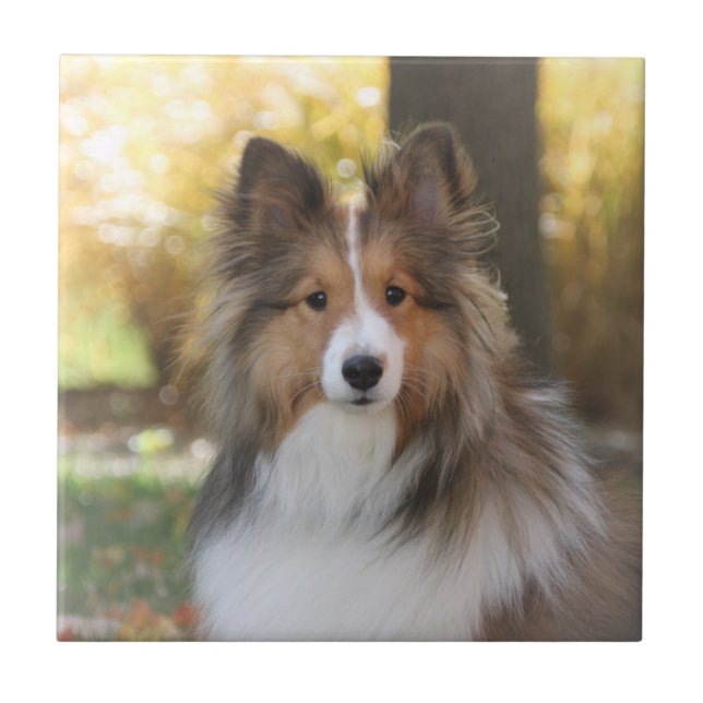 Sheltie Ceramic Tile (Front)