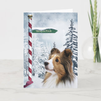 Sheltie Christmas Holiday Card