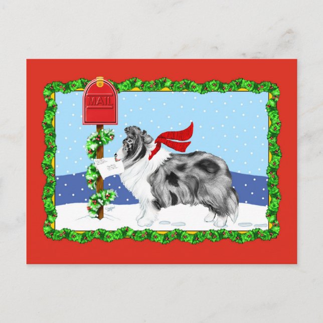 Sheltie Christmas Mail Bi Blue Holiday Postcard (Front)