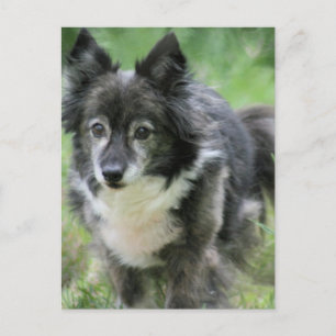 Sheltie Dog Picture Postcard