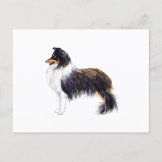 Sheltie Dog Postcard