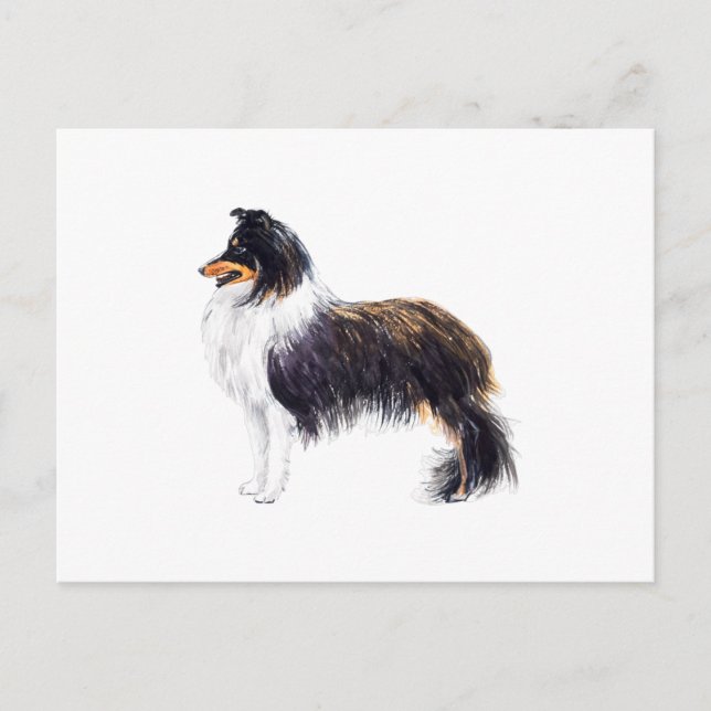 Sheltie Dog Postcard (Front)