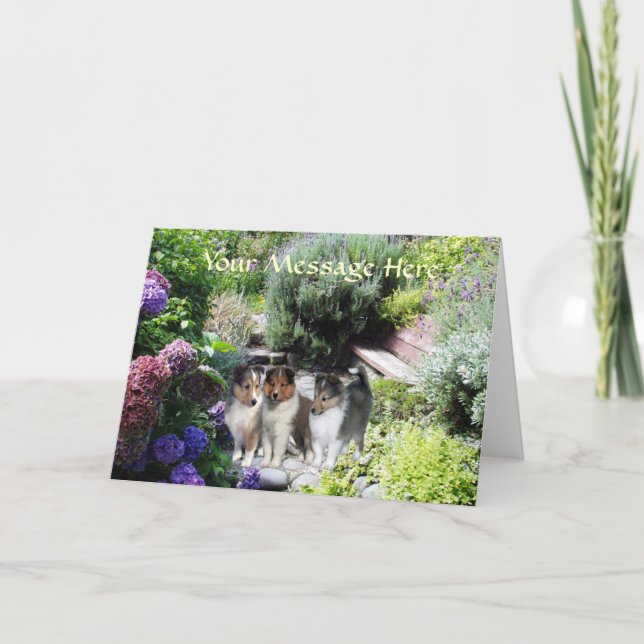 Sheltie Greeting Card (Front)