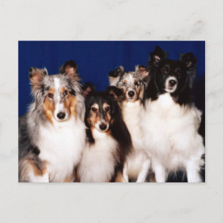 Sheltie Group Postcard