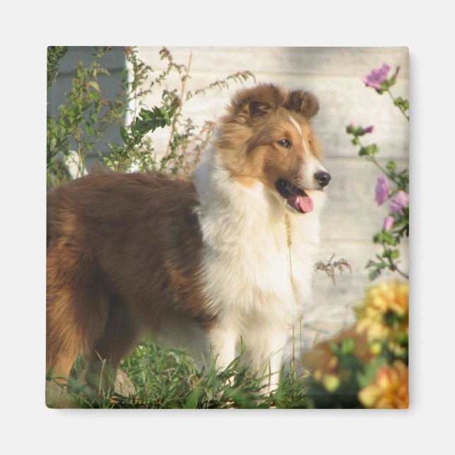 Sheltie in flowers magnet (Front)