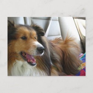 Sheltie in the Car Postcard