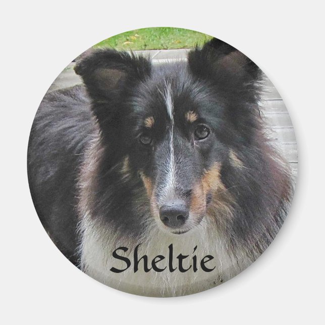 Sheltie Magnet (Front)