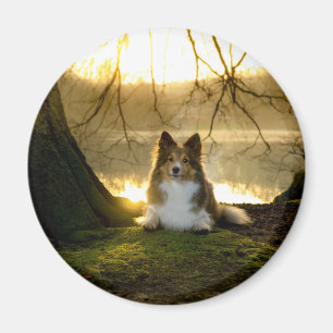 sheltie magnet