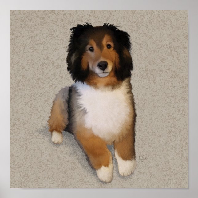 Sheltie mix dog portrait  poster (Front)