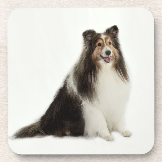 Sheltie Mix & Match Coasters (Front)