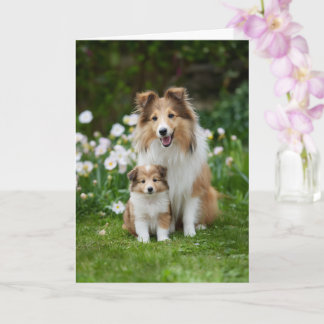 Sheltie Mom Mother’s Day Love Card