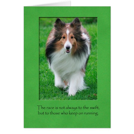 Sheltie Note Card